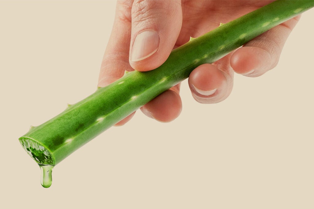 Benefits of drinking aloe vera What to know Optum Perks