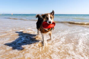gabapentin for dogs and humans the same
