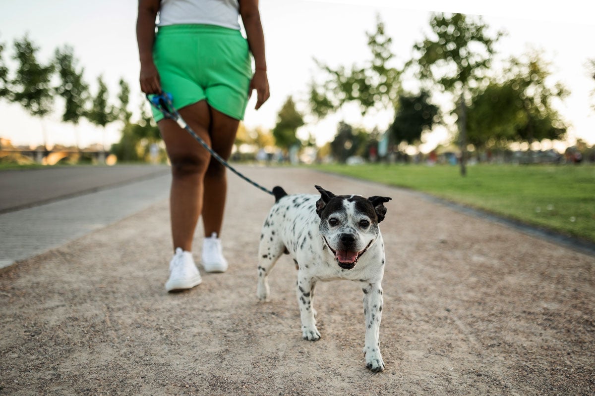 How to help a dog with arthritis Optum Perks