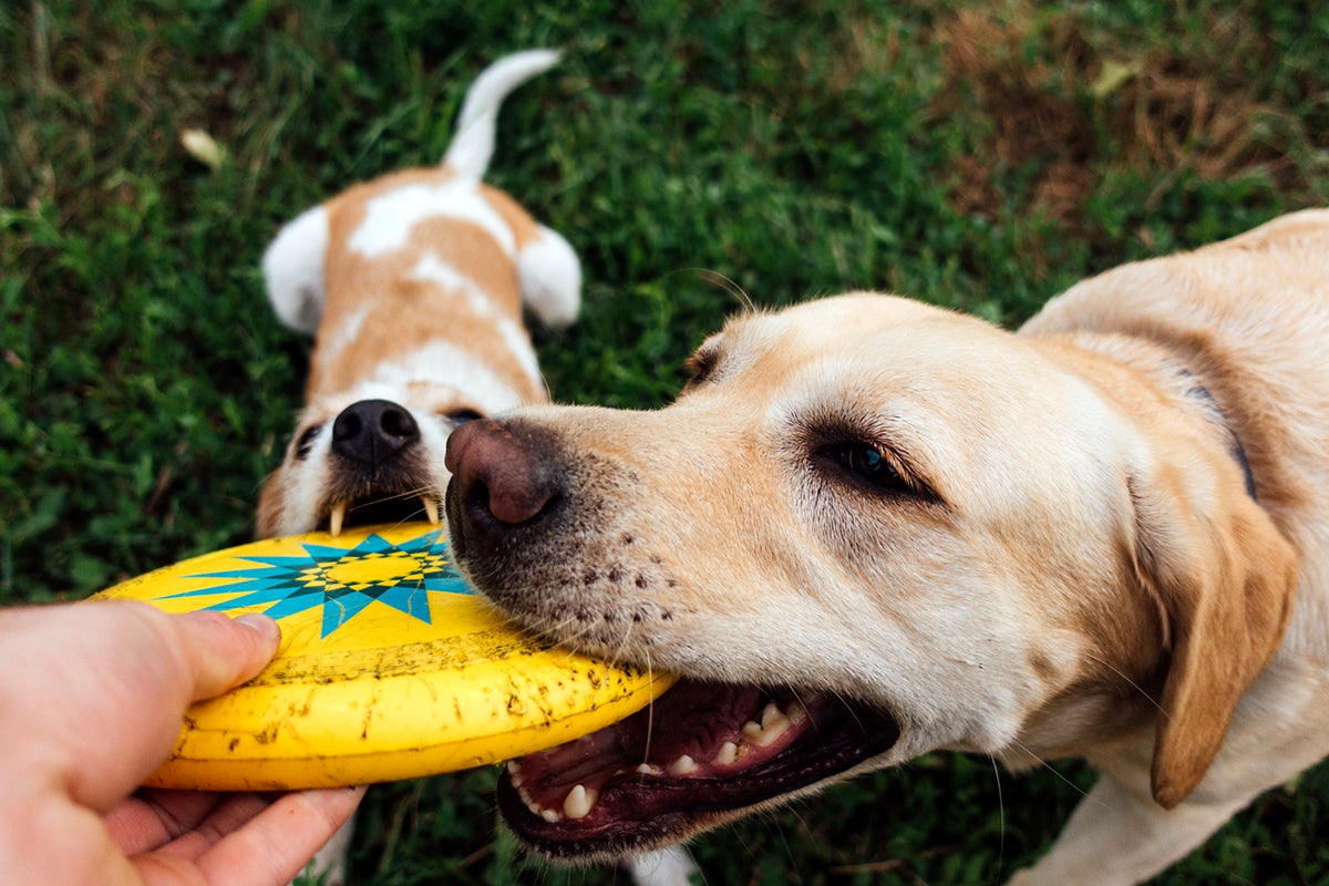 Amoxicillin for dogs without a vet prescription | Optum Perks