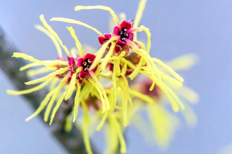 Best overthecounter treatment options for hemorrhoids Optum Perks